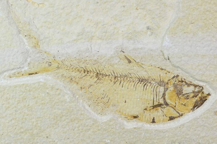 Bargain, Diplomystus Fossil Fish - Wyoming #100590